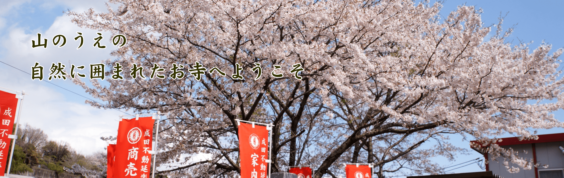 延楽寺の桜